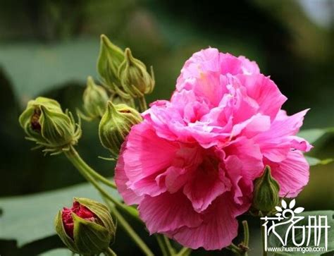 芙蓉盆栽|盆栽芙蓉花的種植方法，掌握6個步驟可花開最美